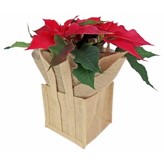 Xmas Poinsettia - Standard