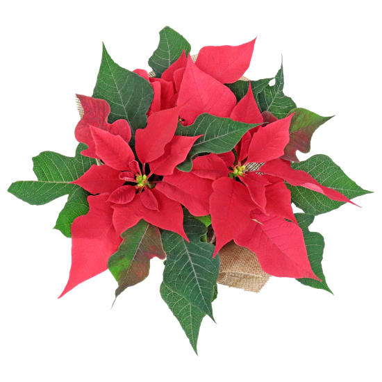 Xmas Poinsettia - Standard