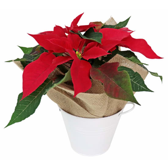 Festive Poinsettia - Standard