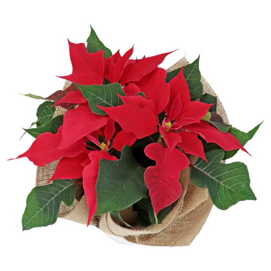 Festive Poinsettia - Standard