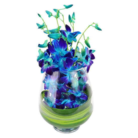 Mday Blue Elegant Orchids - Standard