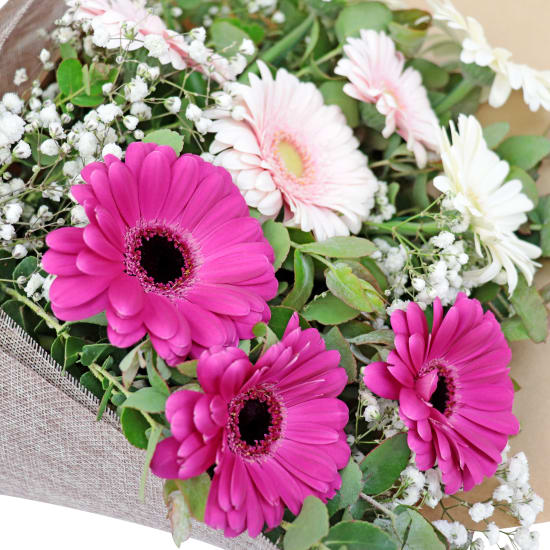 Mini Gerbera Delight - Standard