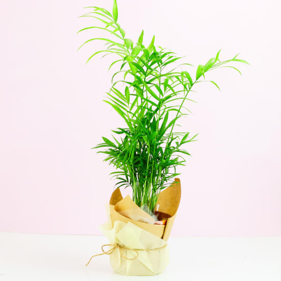 Parlour Palm Plants Delivered Melbourne