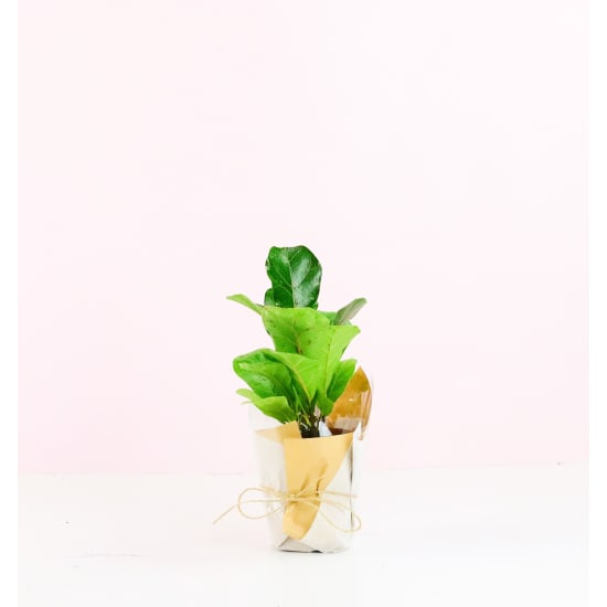 Fiddle Leaf Fig - Standard