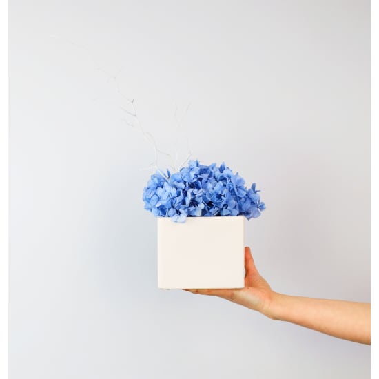 Preserved Blue Perfection - Standard