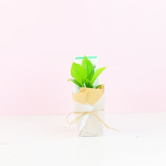 Baby Peace Lily - Standard