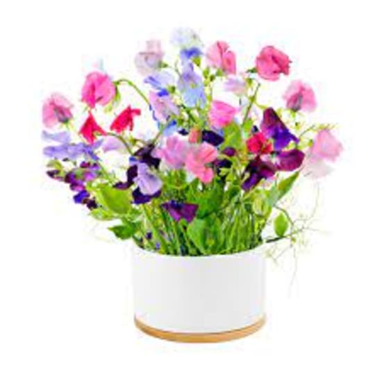 Urban Greens - Sweet Peas - Standard