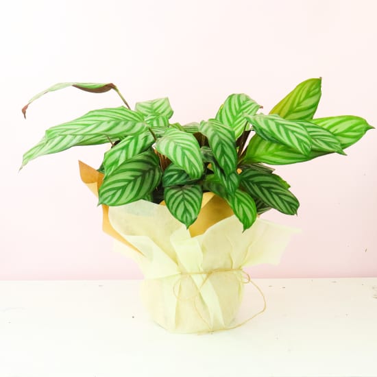 Ctenanthe Grey Star - Standard