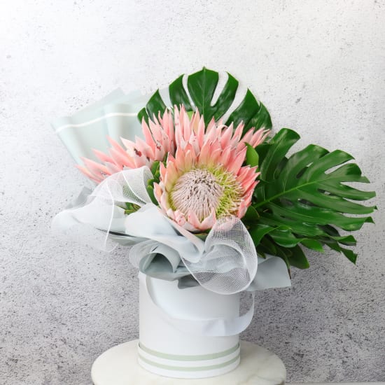 Magnae - King Proteas - Premium