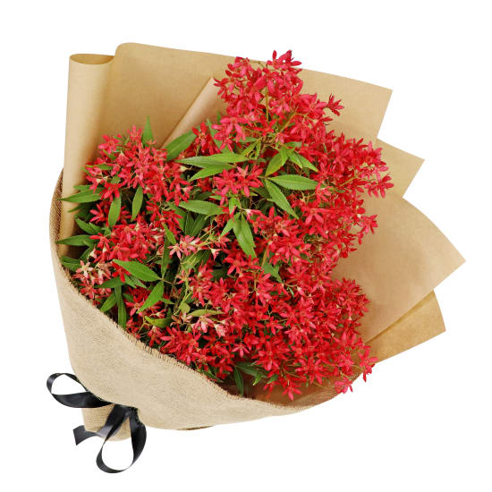 Christmas Bush  - Standard