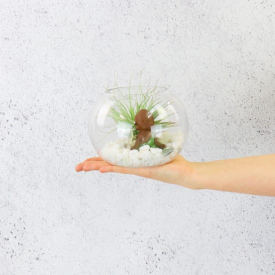 Zen Buddha Terrarium - Standard