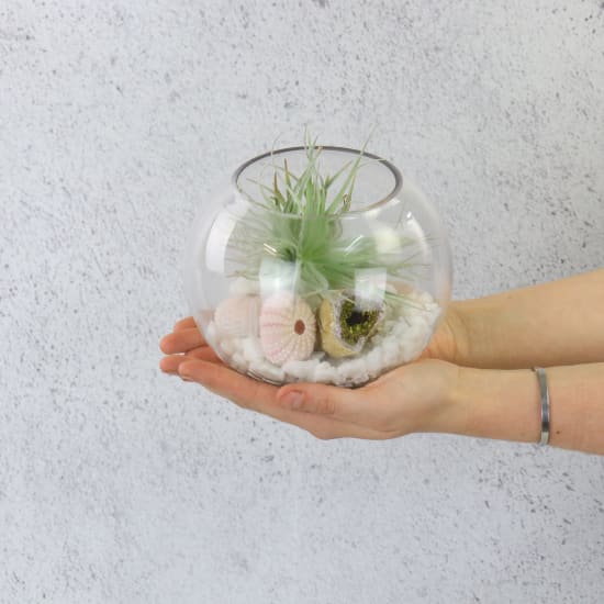 Sea Shore Terrarium - Standard