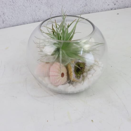 Sea Shore Terrarium - Standard