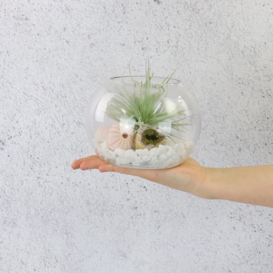 Sea Shore Terrarium - Standard