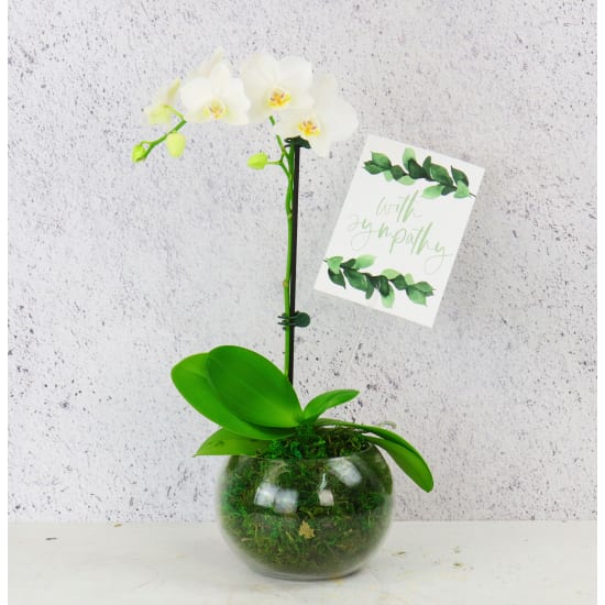 Sympathy Orchid Plant - Standard