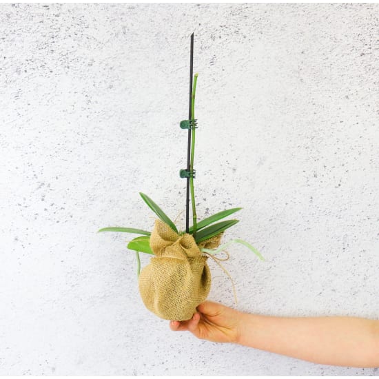 Bloomless Beauty Orchid - Standard
