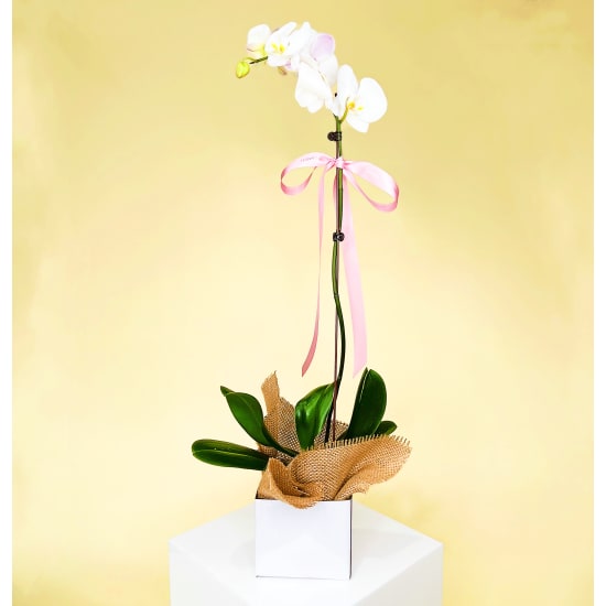 Large Phalaenopsis Orchid - Standard