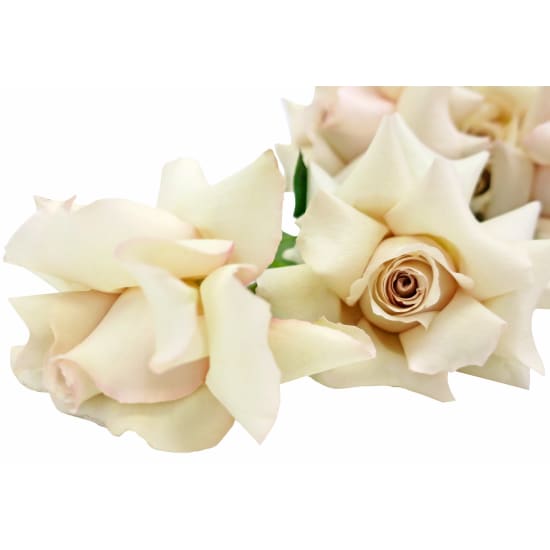 Reflexed Rose Bridal Bouquet - Standard