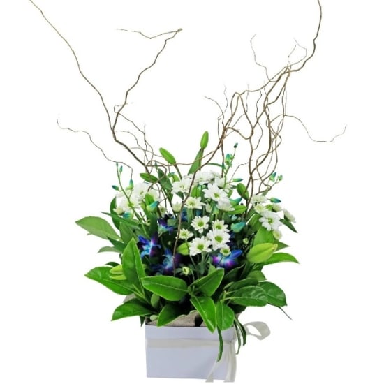 Botanique - Whites and Blues - Standard