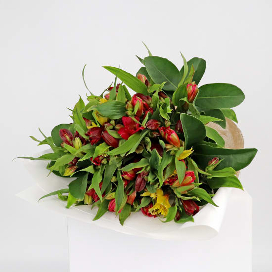 Alstroemeria Bloom - Standard
