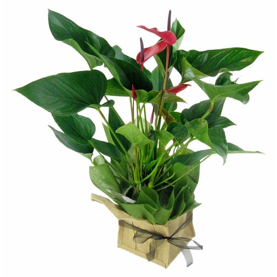 Anthurium Plant  - Standard