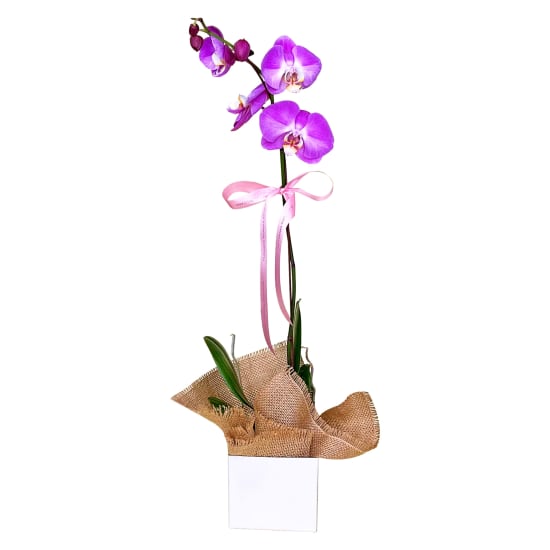 Large Pink Phalaenopsis Orchid - Standard