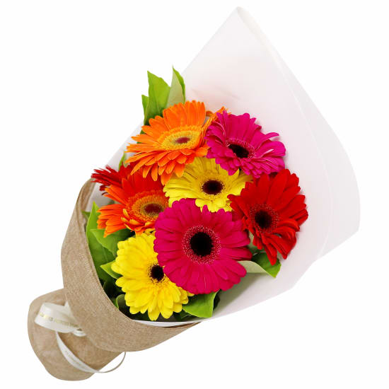 Gerberas - Standard