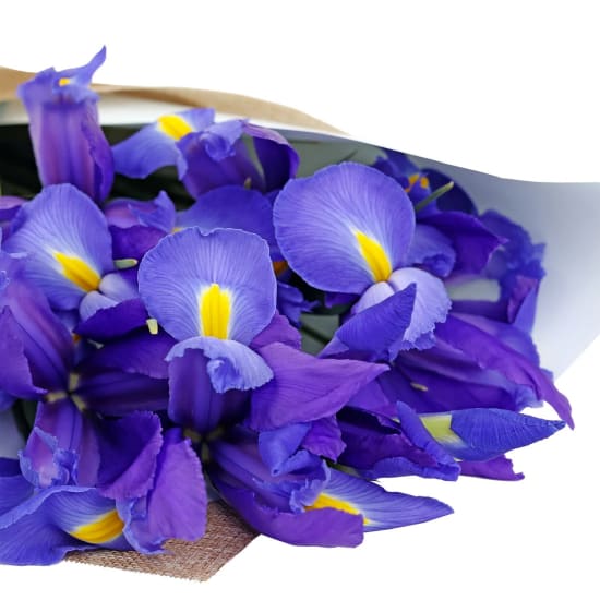 Mother's Day Iris - Standard
