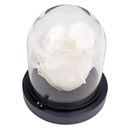 White Rose Dome - Standard