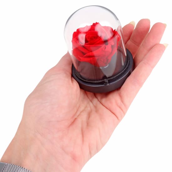 Red Rose Dome - Standard