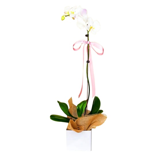 Large Phalaenopsis Orchid - Standard