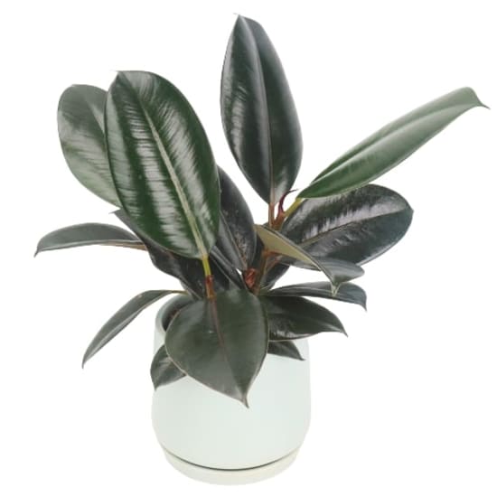 Beautiful Burgundy Ficus - Standard