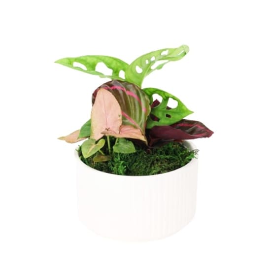 Indoor Mixed Garden - Standard