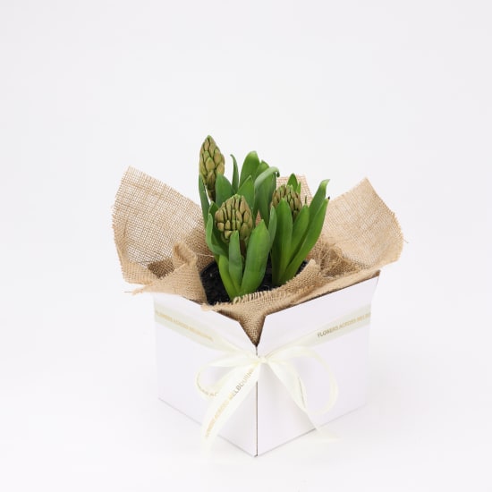 Boxed Hyacinth - Standard