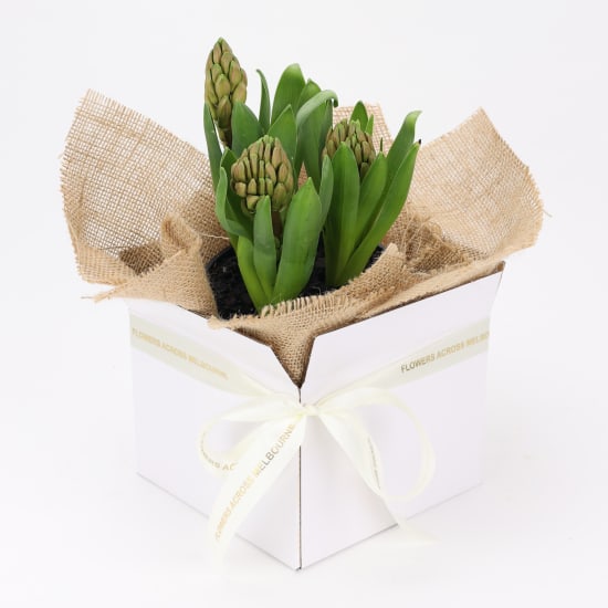 Boxed Hyacinth - Standard