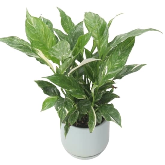 Peace Lily in Seafoam Pot - Standard