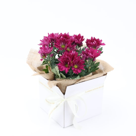 Boxed Chrysanthemum - Standard