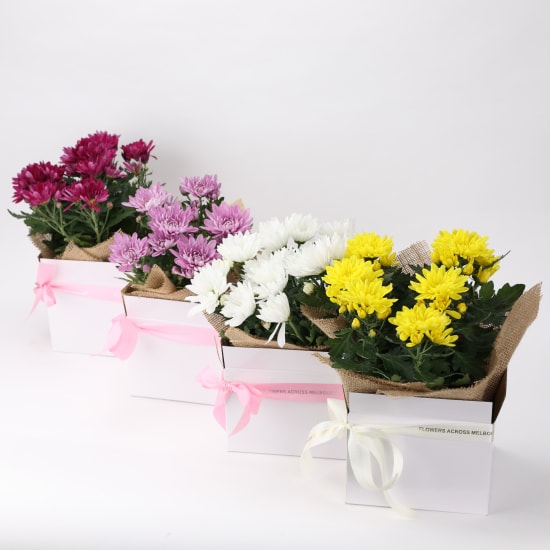 Boxed Chrysanthemum - Standard