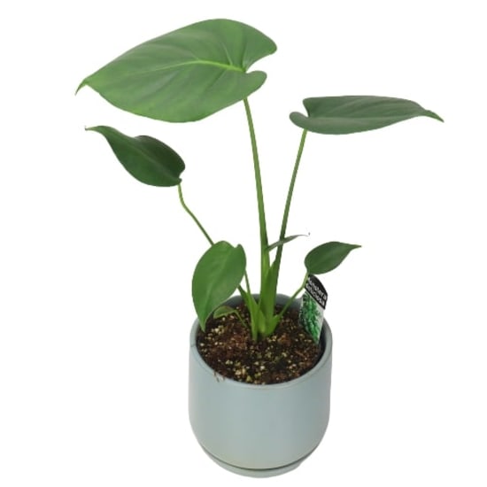 Monstera Deliciosa  - Standard