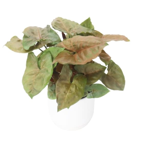 Syngonium Plant In White Pot - Standard