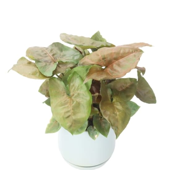 Syngonium In Sea Foam Pot - Standard