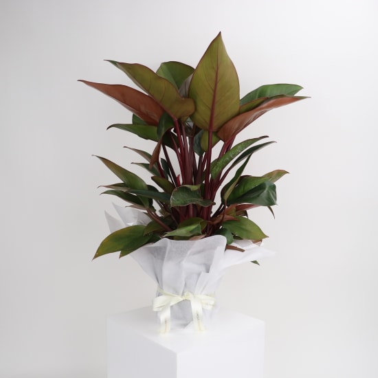 Ruby Delight  - Standard