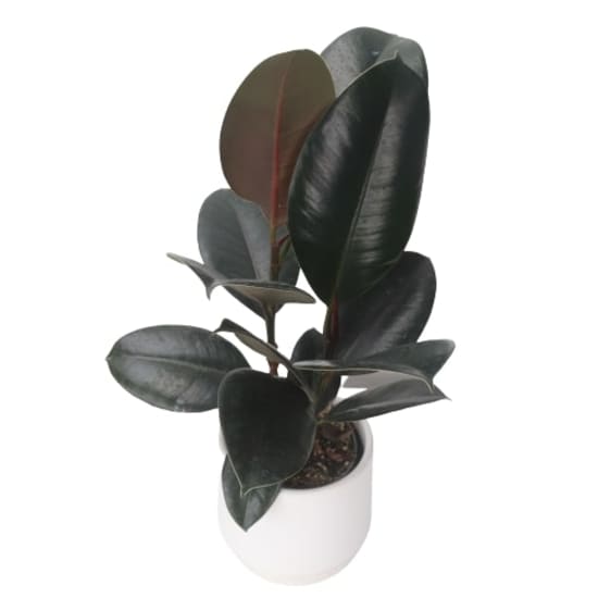 Burgundy Ficus in White Pot - Standard