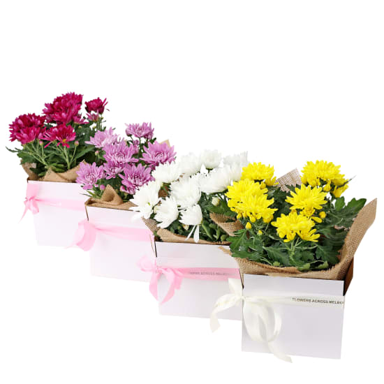 Gift Boxed Chrysanthemum  - Standard