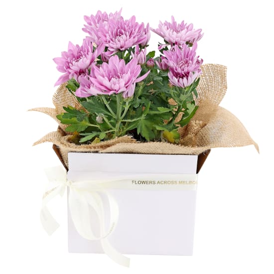 Gift Boxed Chrysanthemum  - Standard