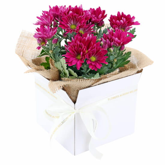 Gift Boxed Chrysanthemum  - Standard