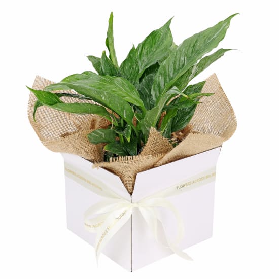 Peace Lily Boxed - Standard
