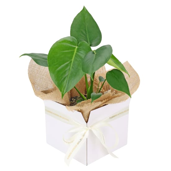 Monstera Deliciosa Boxed - Standard