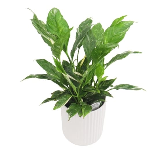 Peace Lily in White Pot - Standard