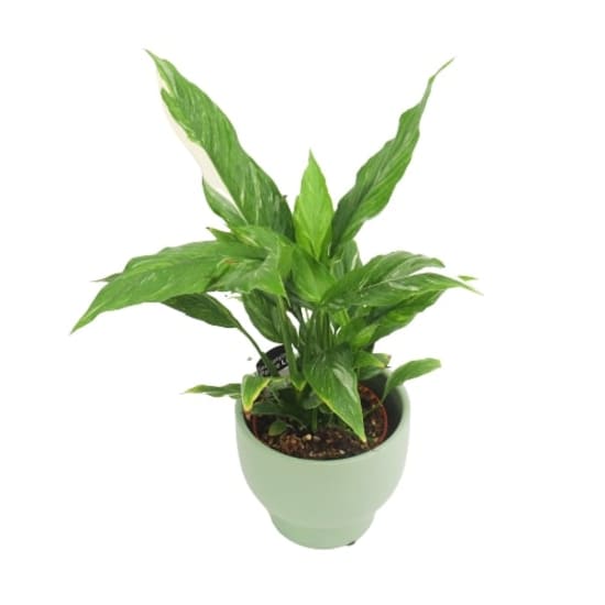 Peace Lily in Seafoam Pot - Standard